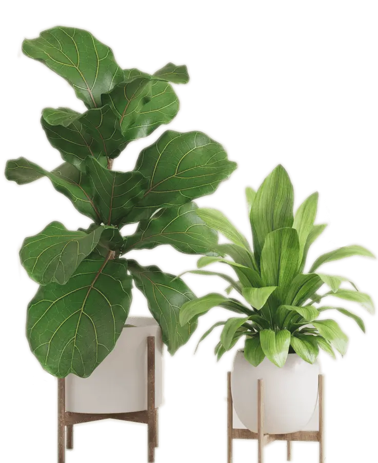 Interior Plantas